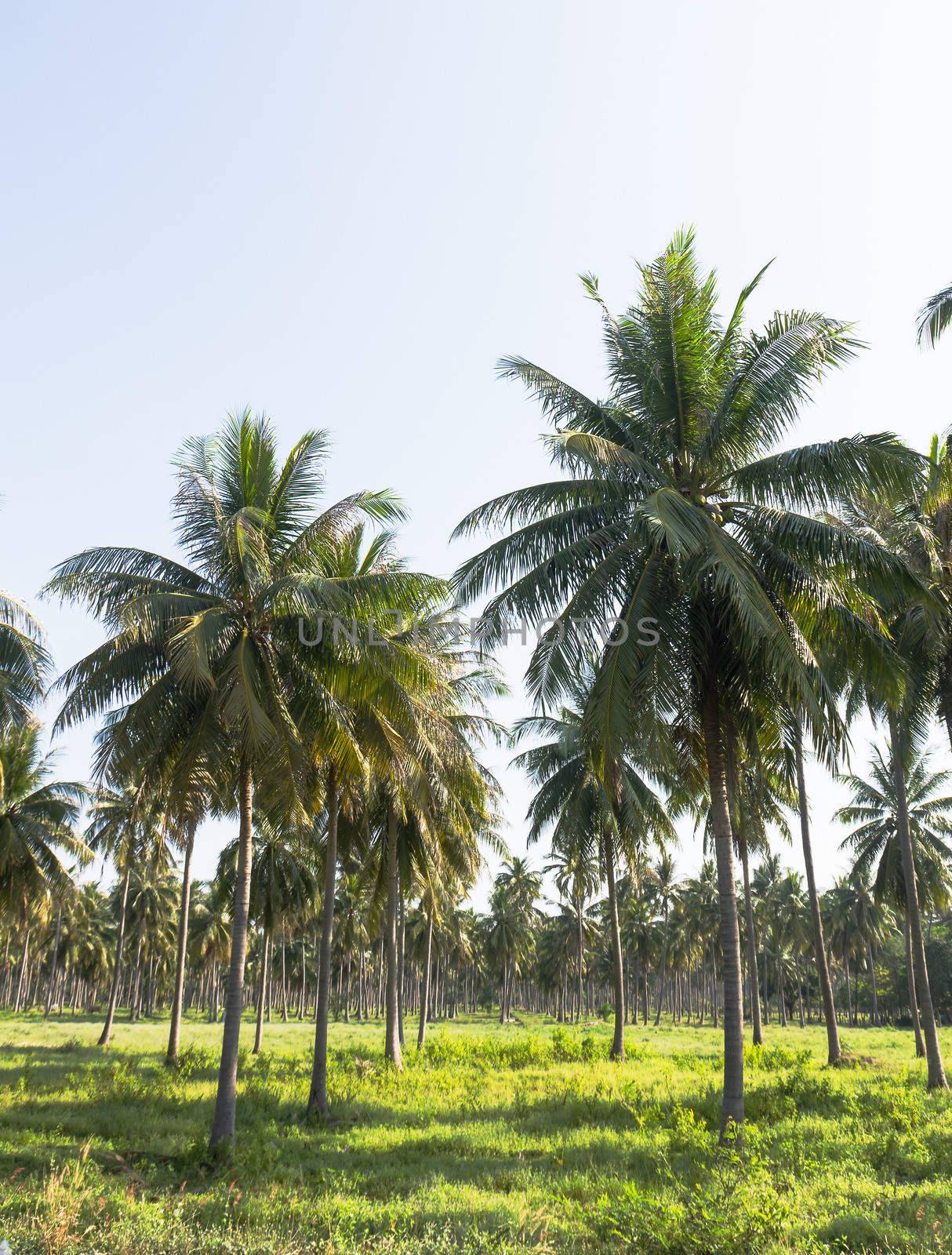 Coconut plantation on the Samui Island in Thailand