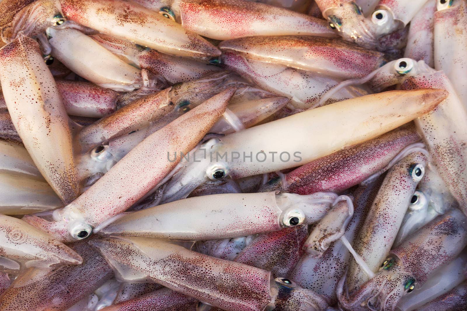 Closeup fresh squid in the  seafood market