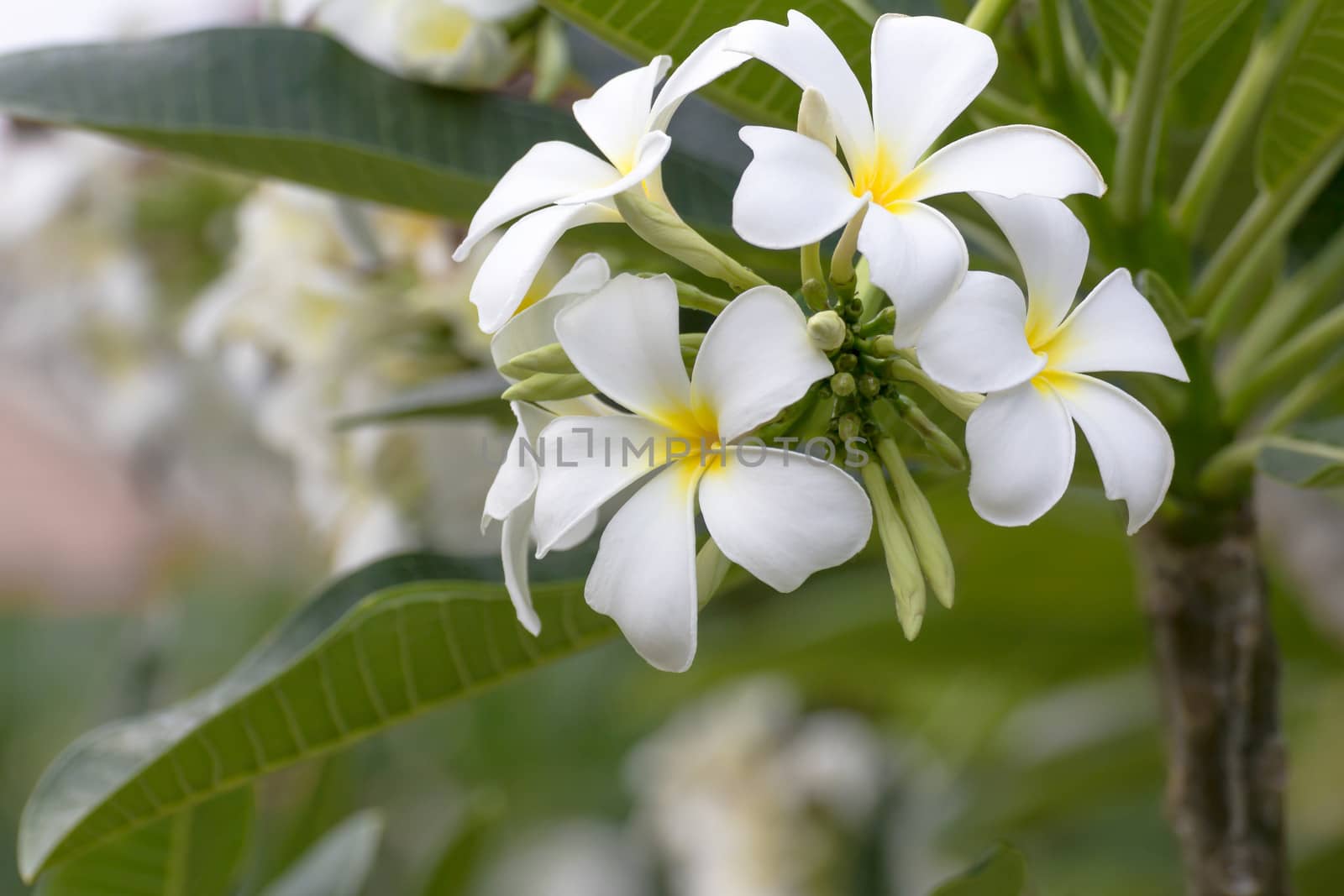 Beautiful white flower in thailand, Lan thom flower