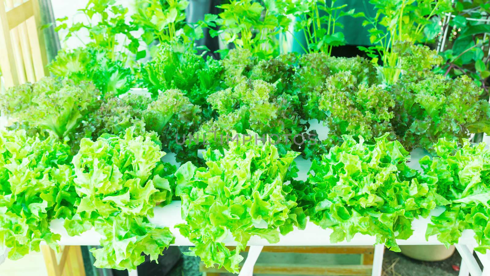 Lettuce in the greenhouse .Organic hydroponic vegetable garden.