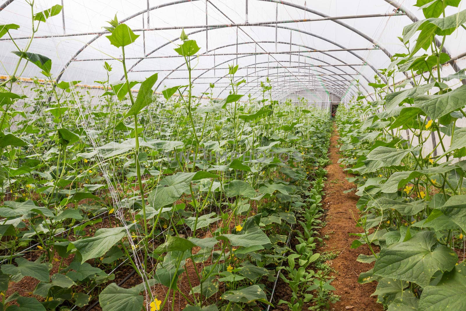 Pumpkin vines grow plants growing in a greenhouse