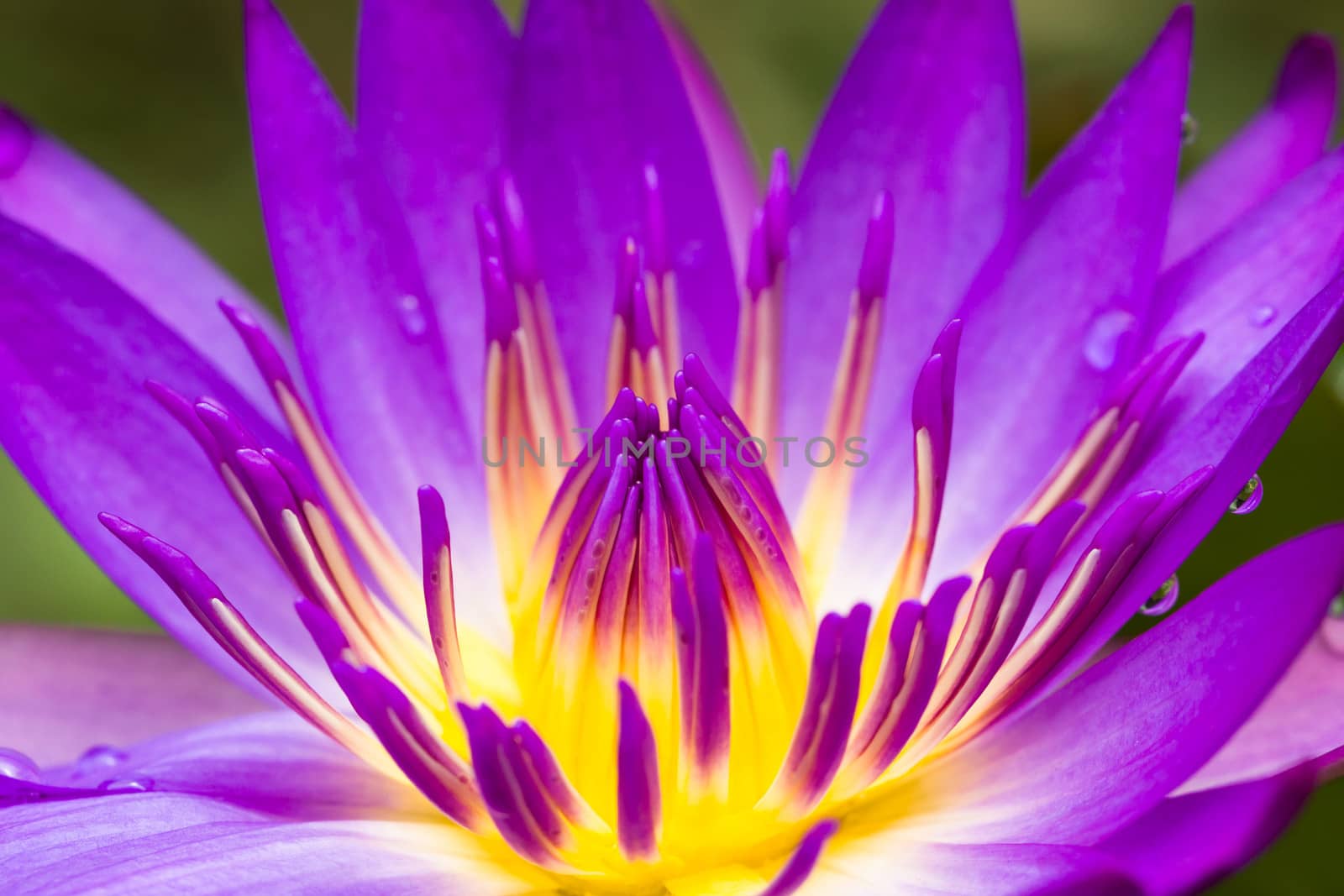 Close up Blooming purple lotus flower or Purple water lilly