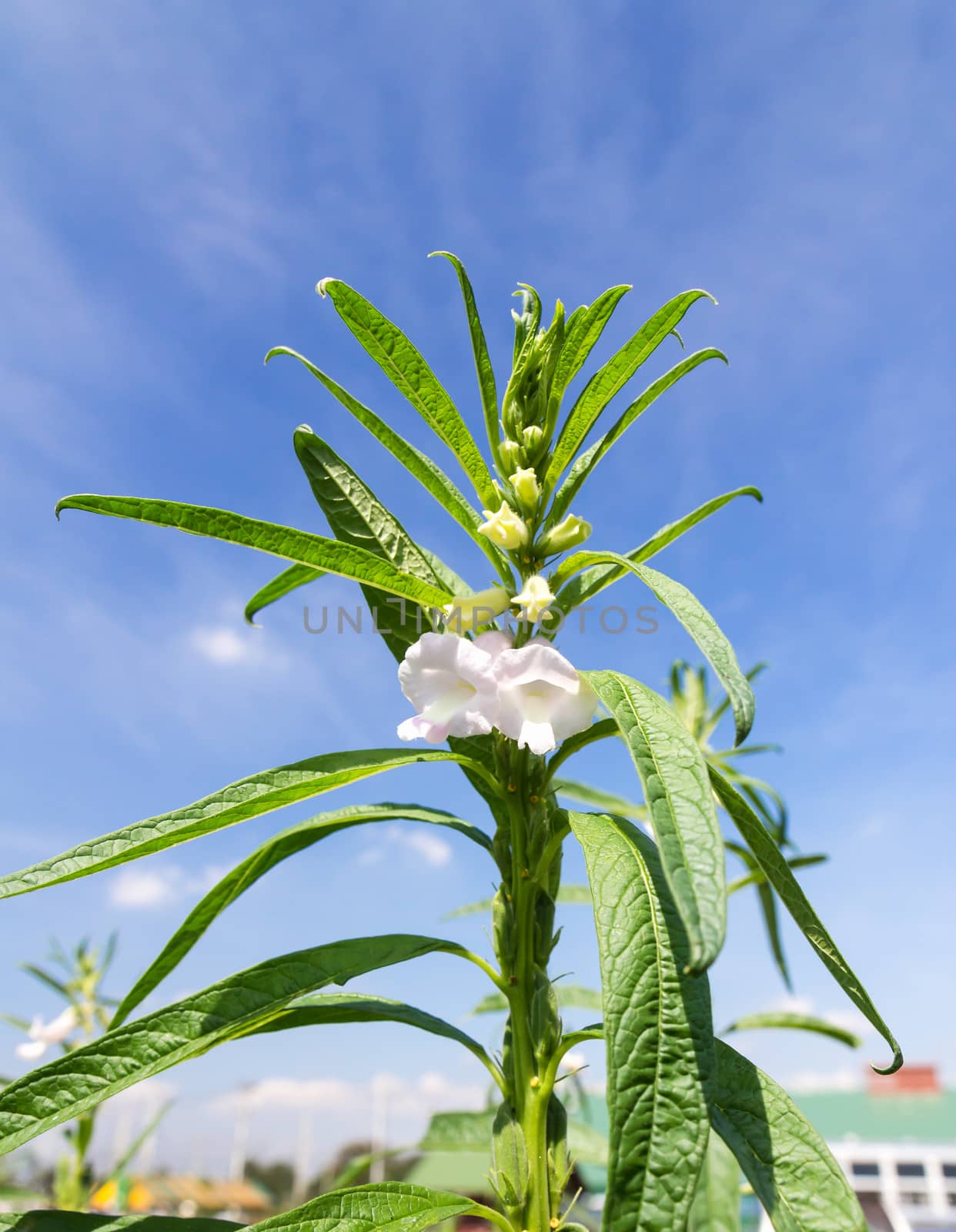 Flowers of sesame in garden agent blue sky