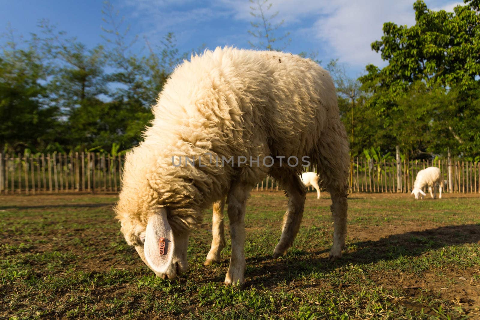 Sheep grazing   in the farm in a sunny day.