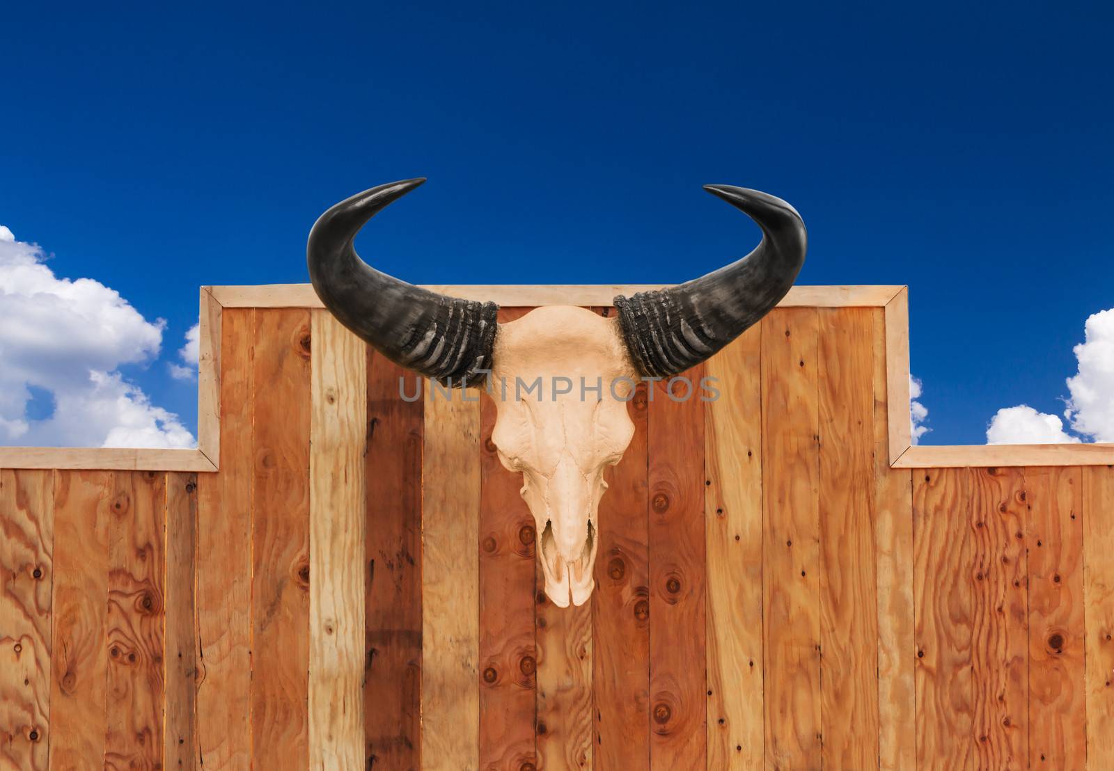 Skull cow front view  hung on wooden wall