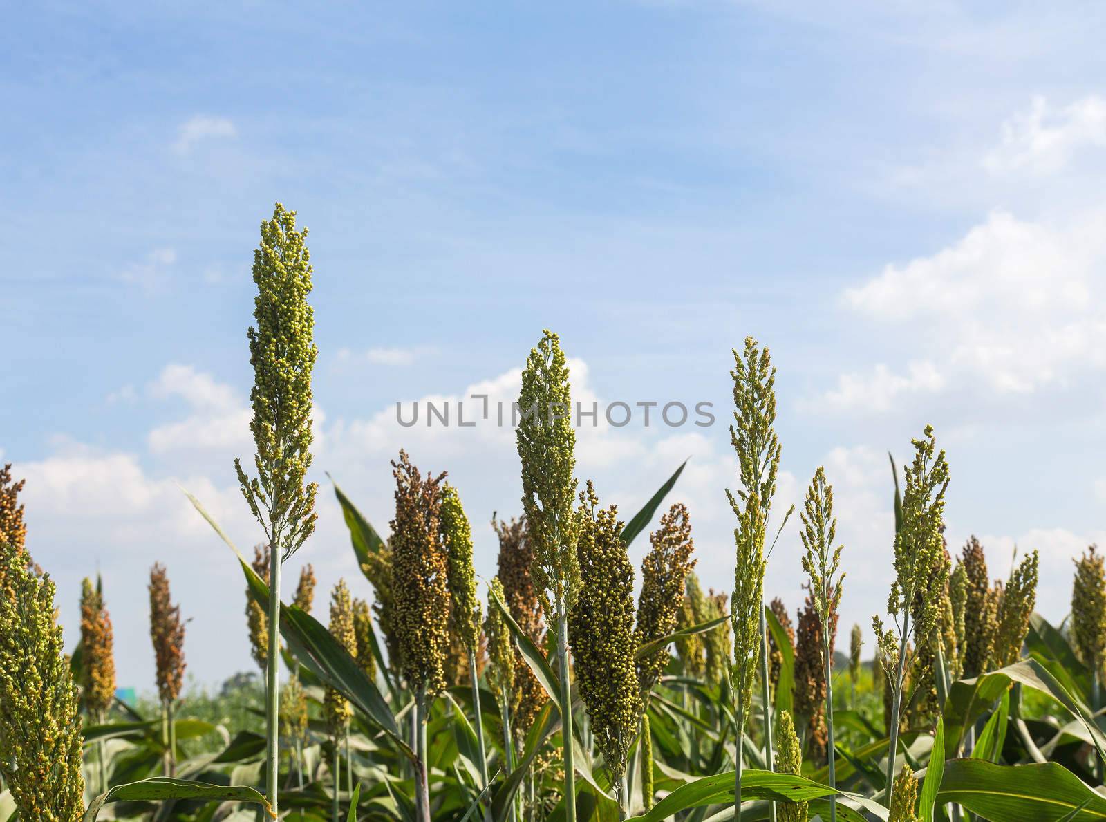 Sorghum or Millet field with blue sky background