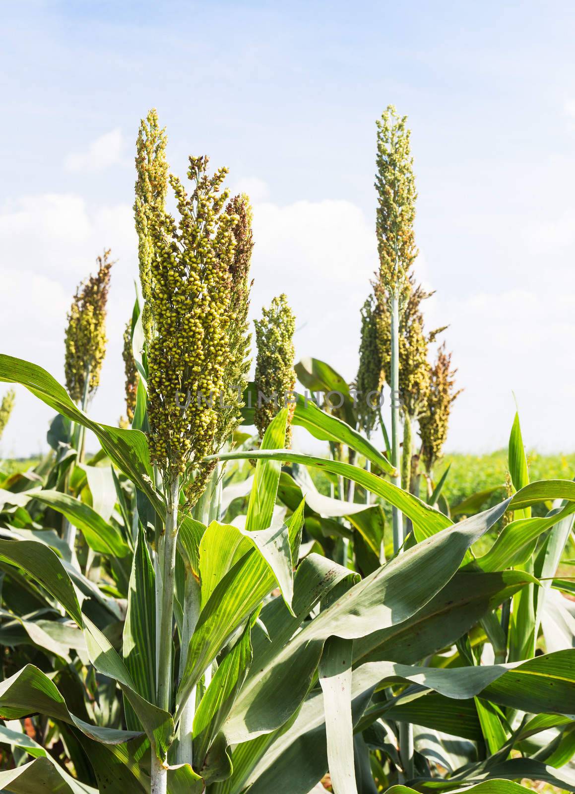 Sorghum or Millet field with blue sky background
