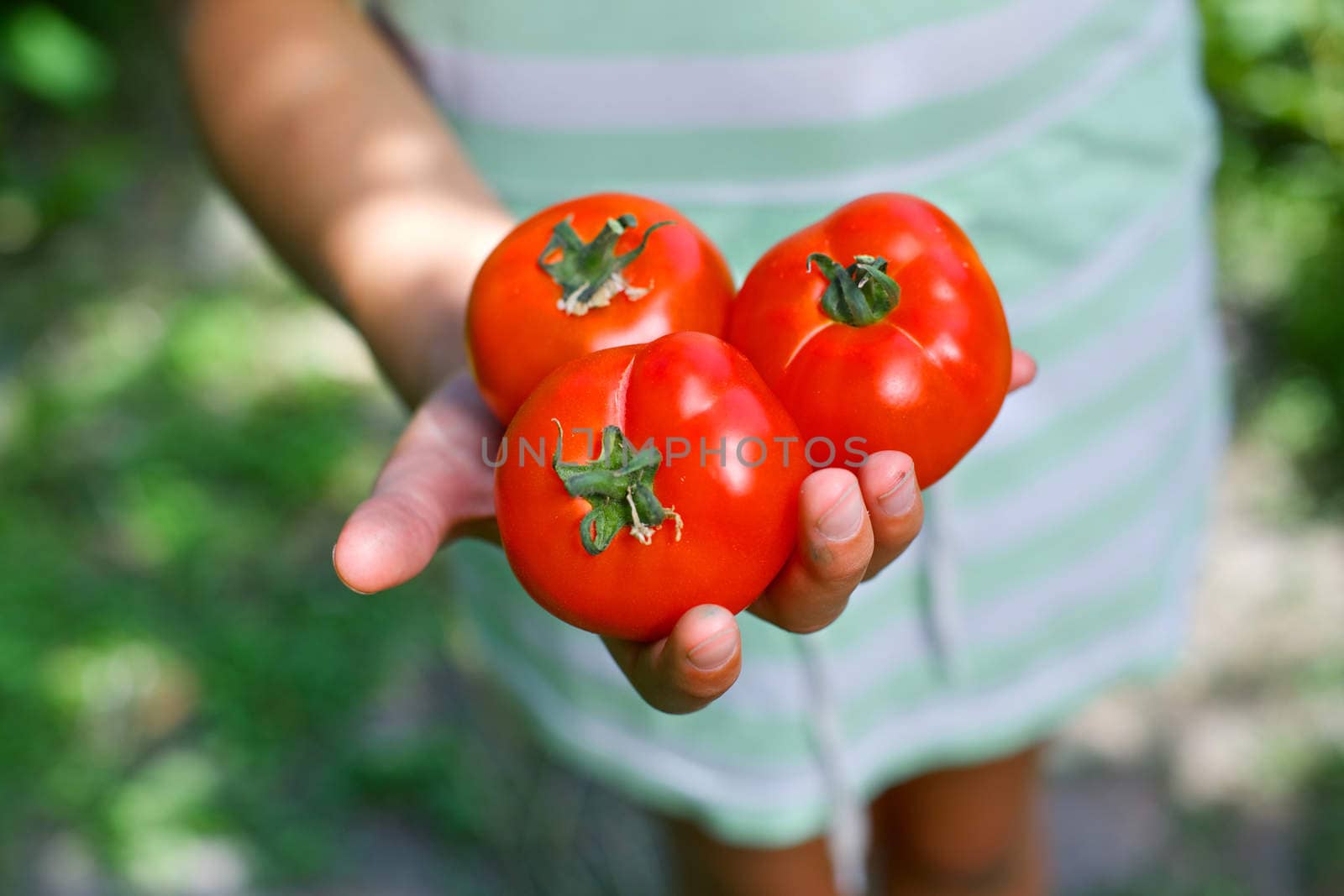 Young girl hand holding organic green natural healthy food produce tomatoes