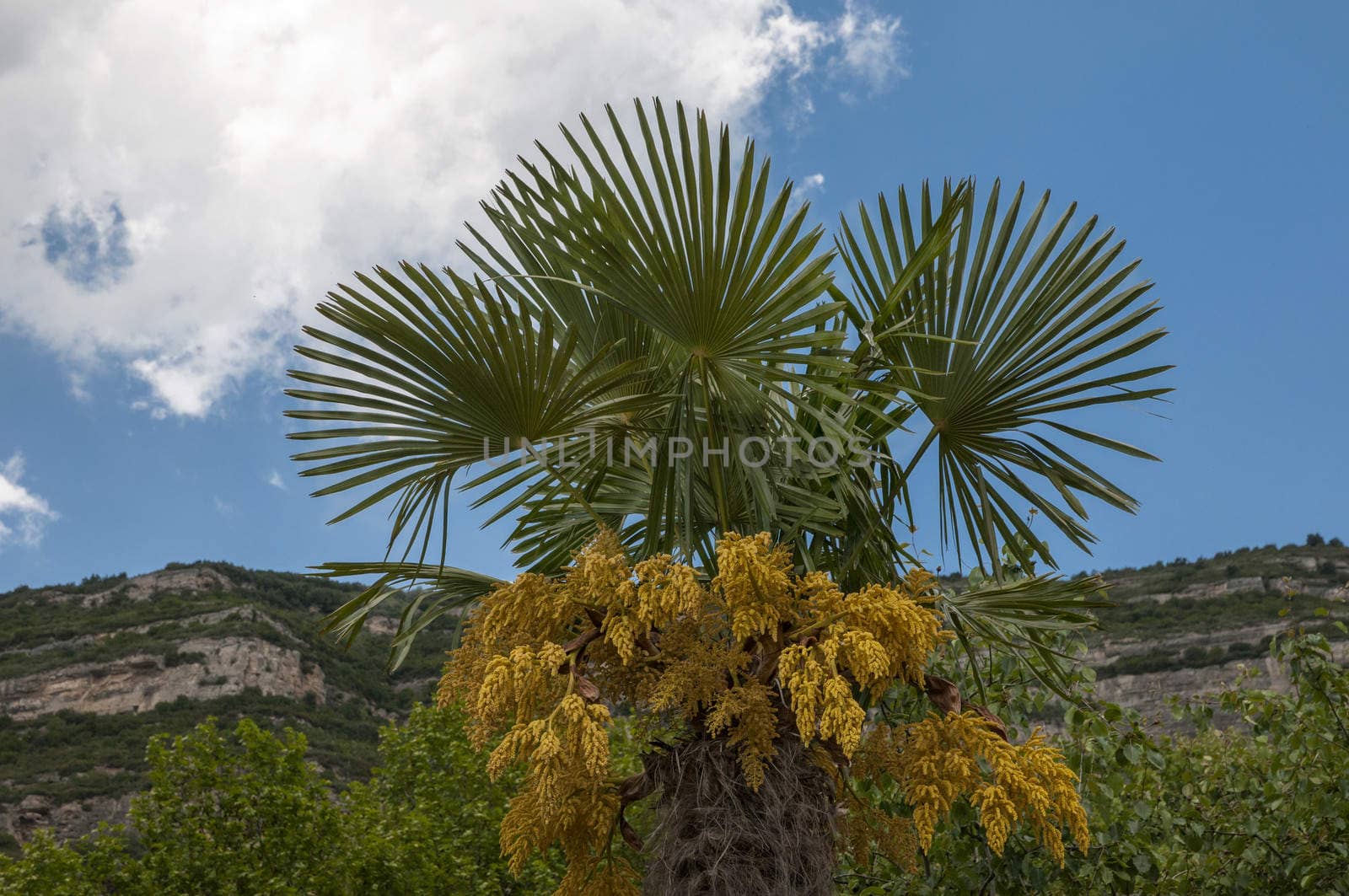 small palm tree with the background of mountains and sky