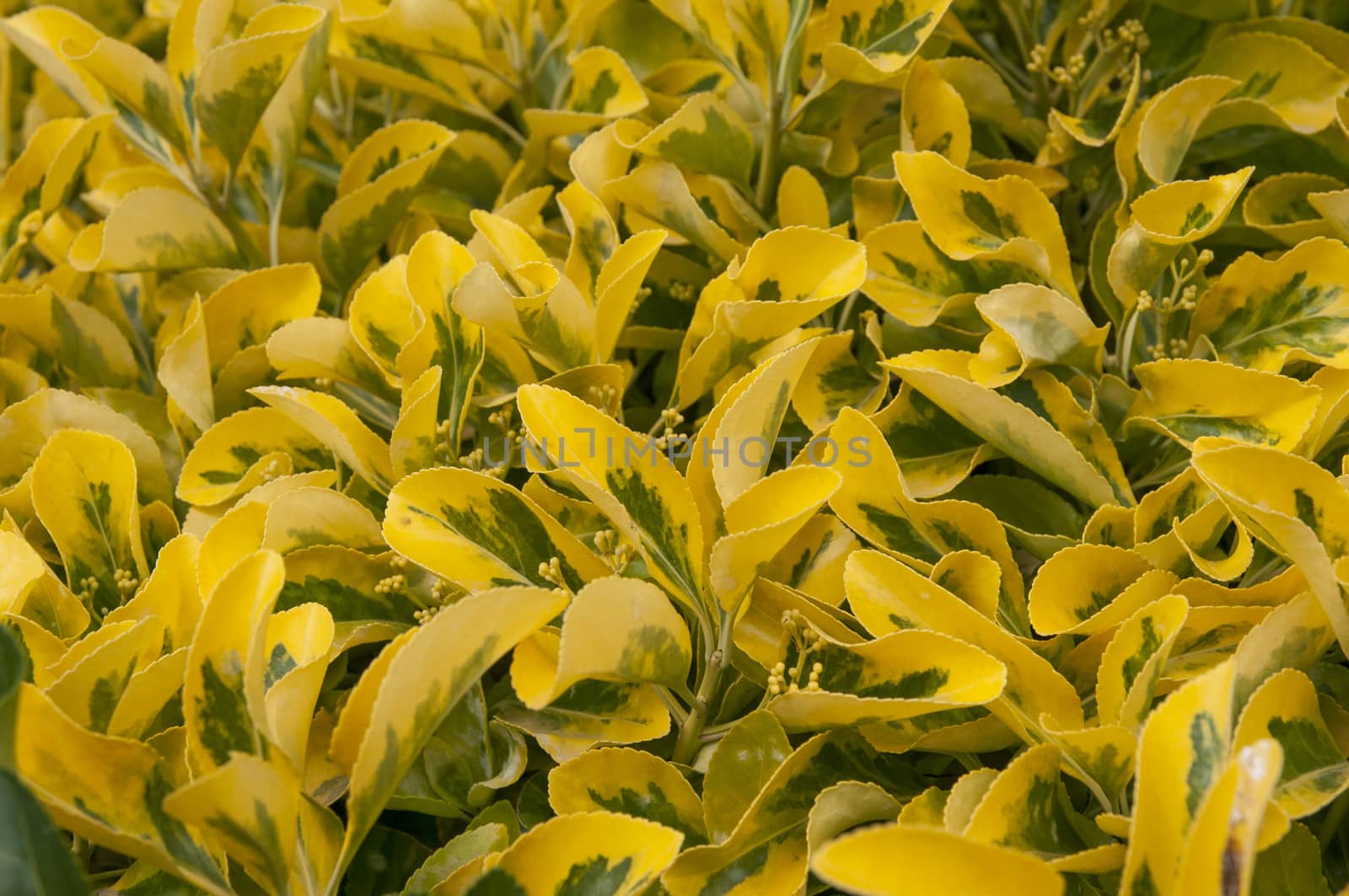 plant background with yellow and green leaves