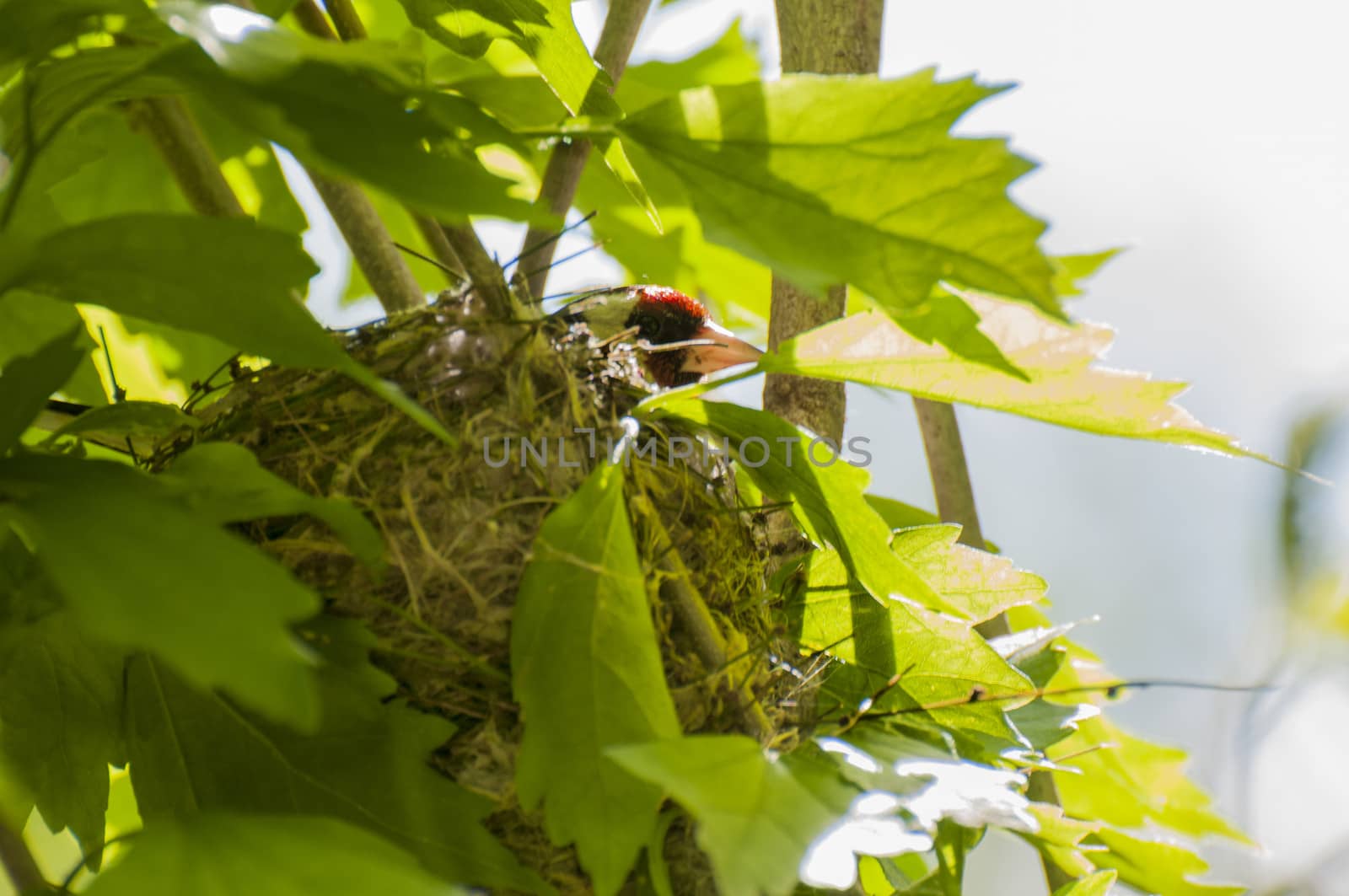 birds nest where a female is incubating the eggs goldfinch