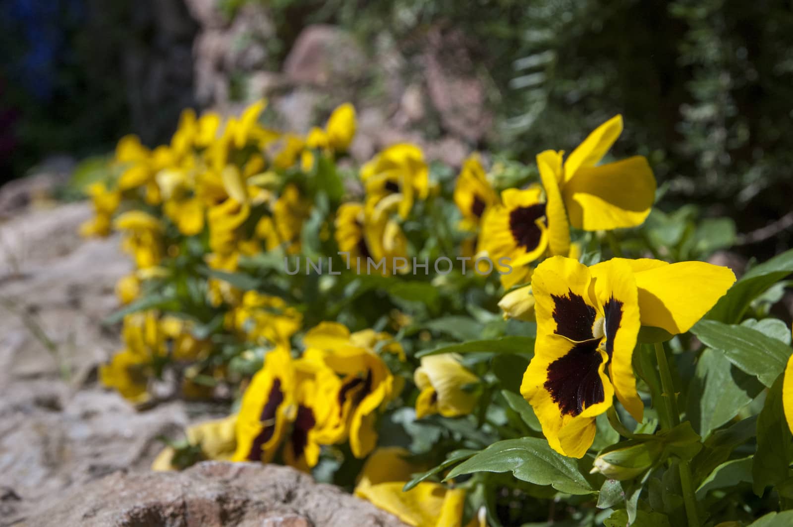 yellow flowers by arnau2098