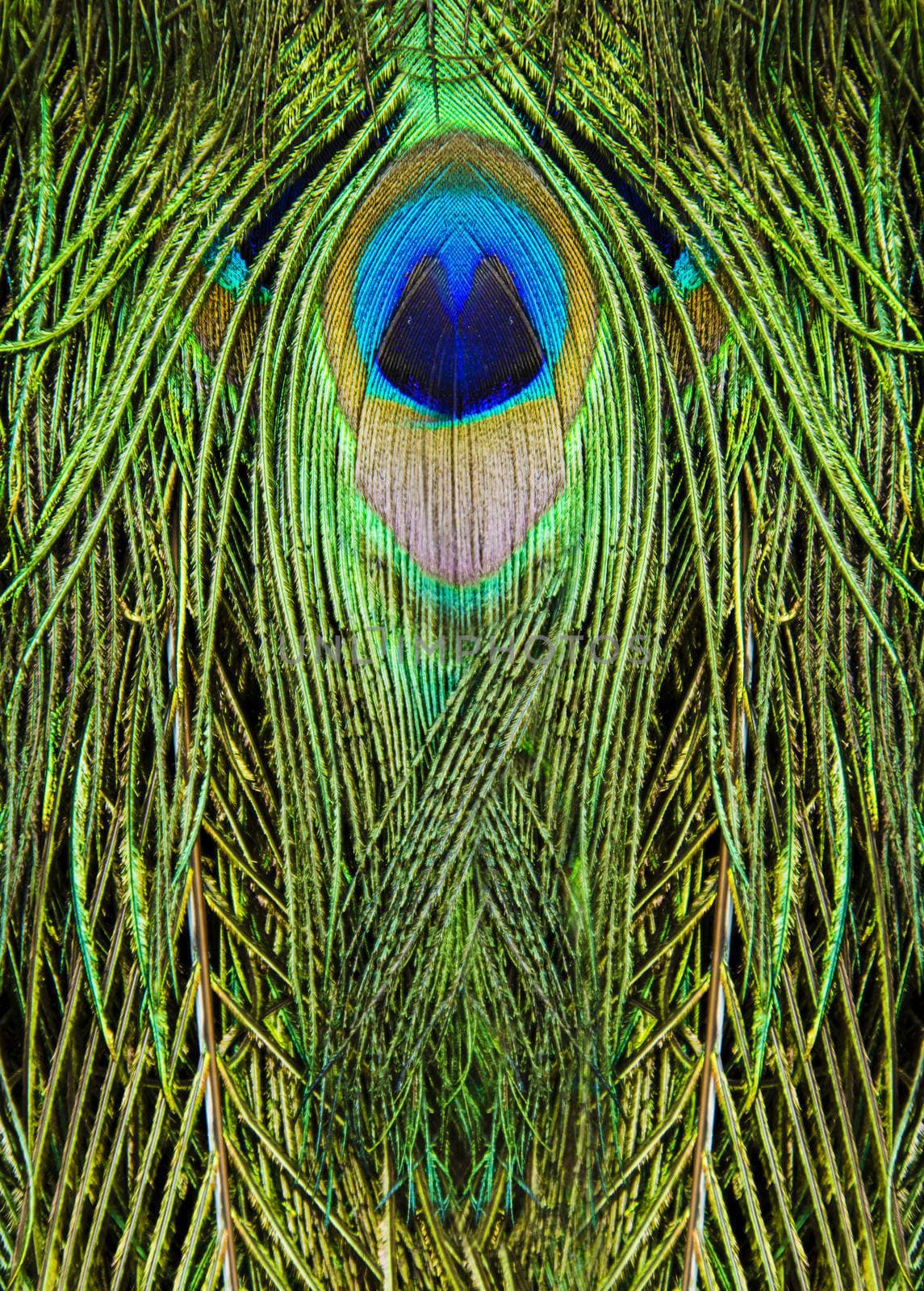Close-up portrait of beautiful peacock with feathers out 