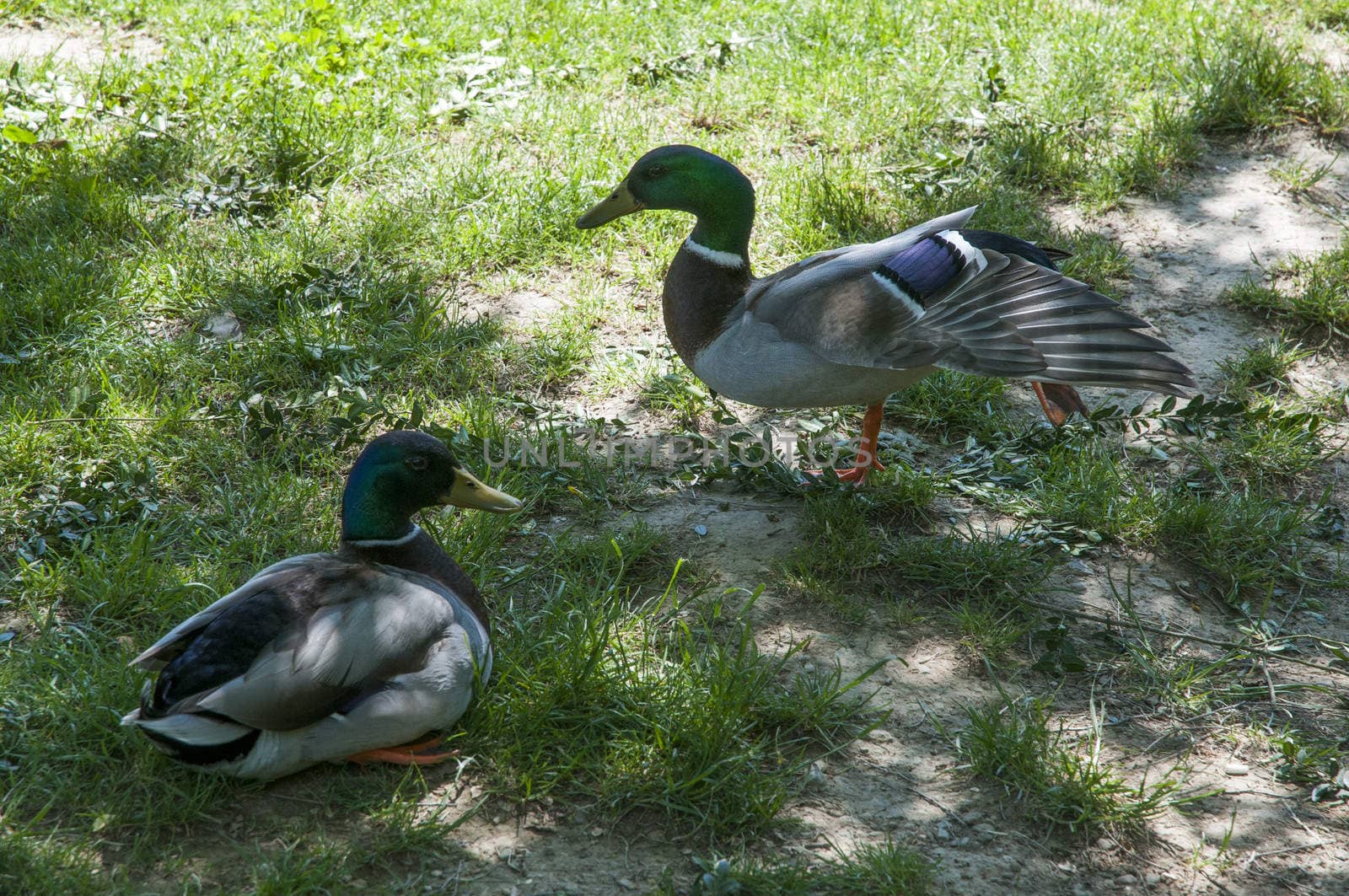 Green Collar ducks in the garden of the park