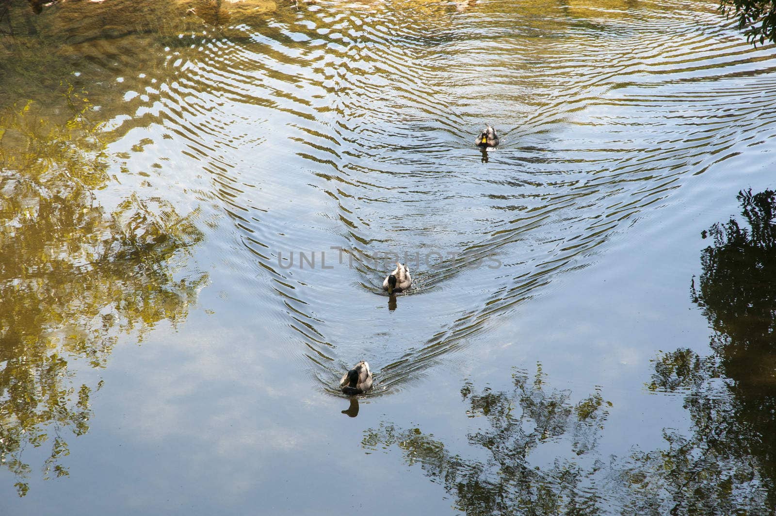 ducks swimming in the river with reflections