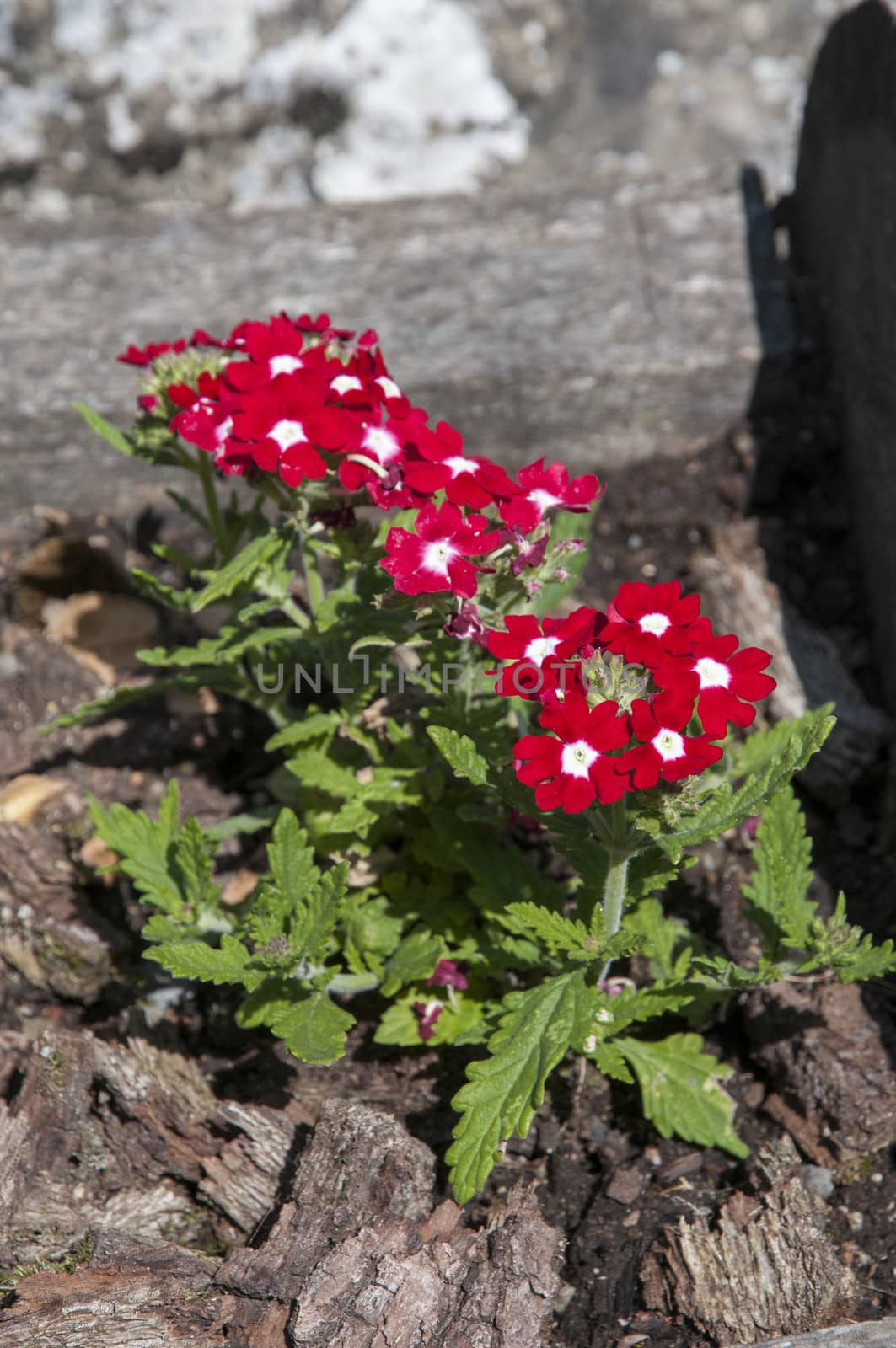 red flowers by arnau2098