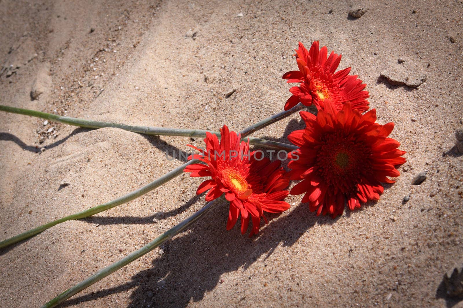 Flower, nature, beautiful