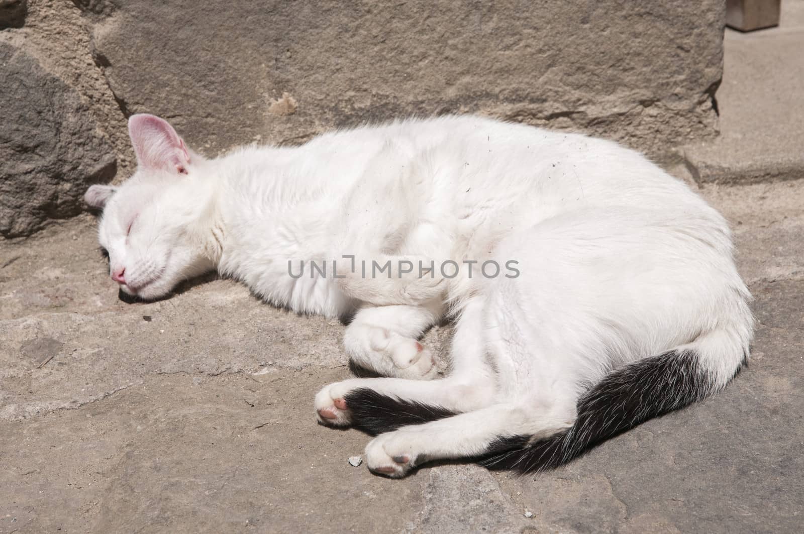 sleeping white kitten