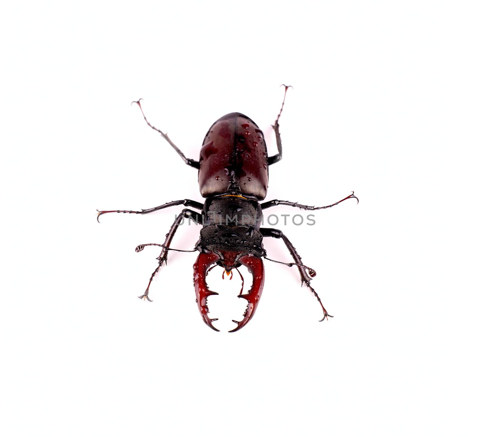 Insect stag beetle, isolated on a white background, top view