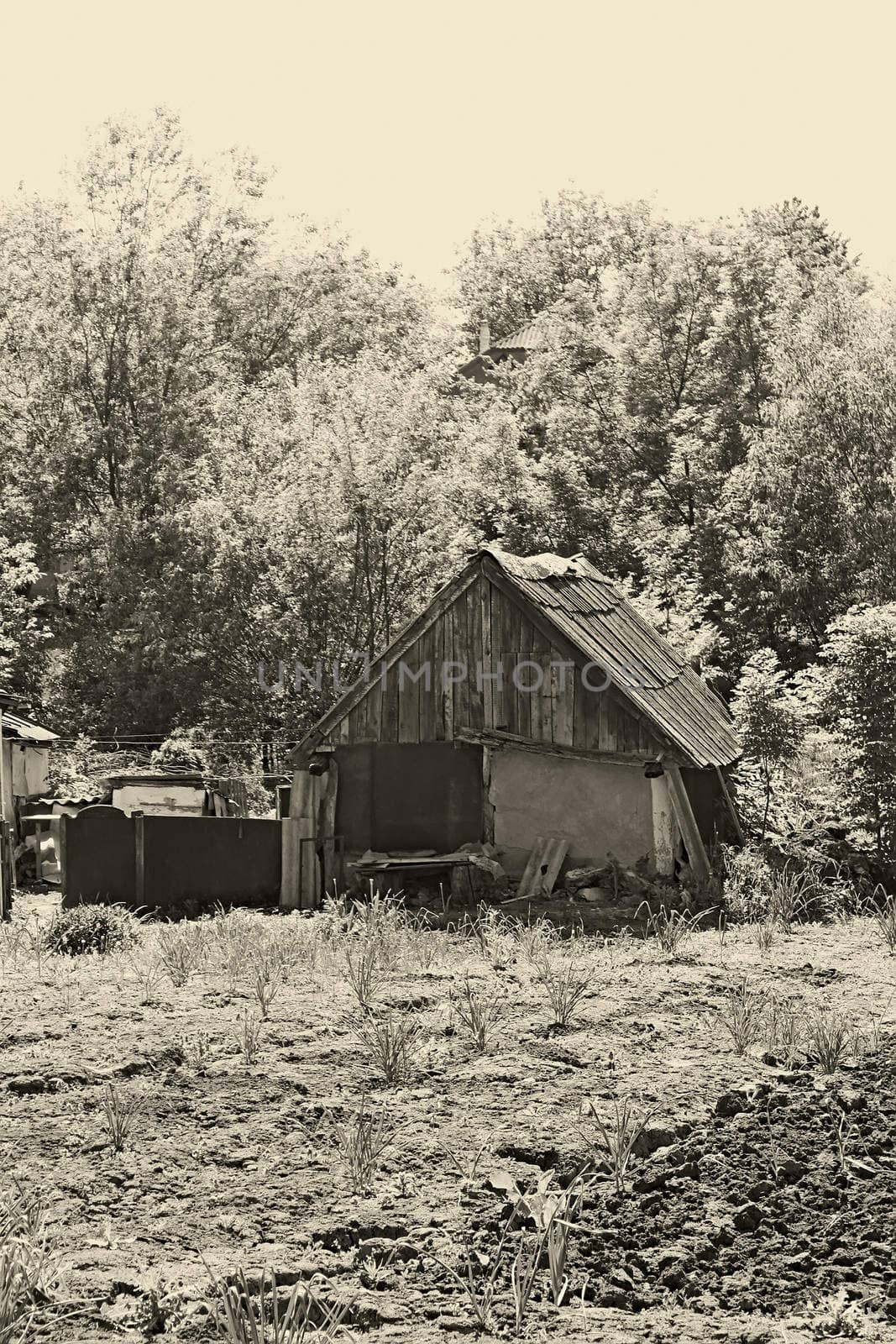 Old abandoned barn amongst trees. Stylized as an old black and white photograph