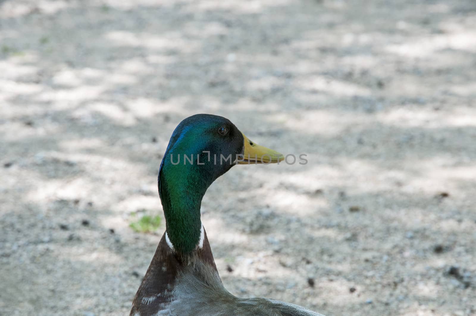 Green neck duck in the park