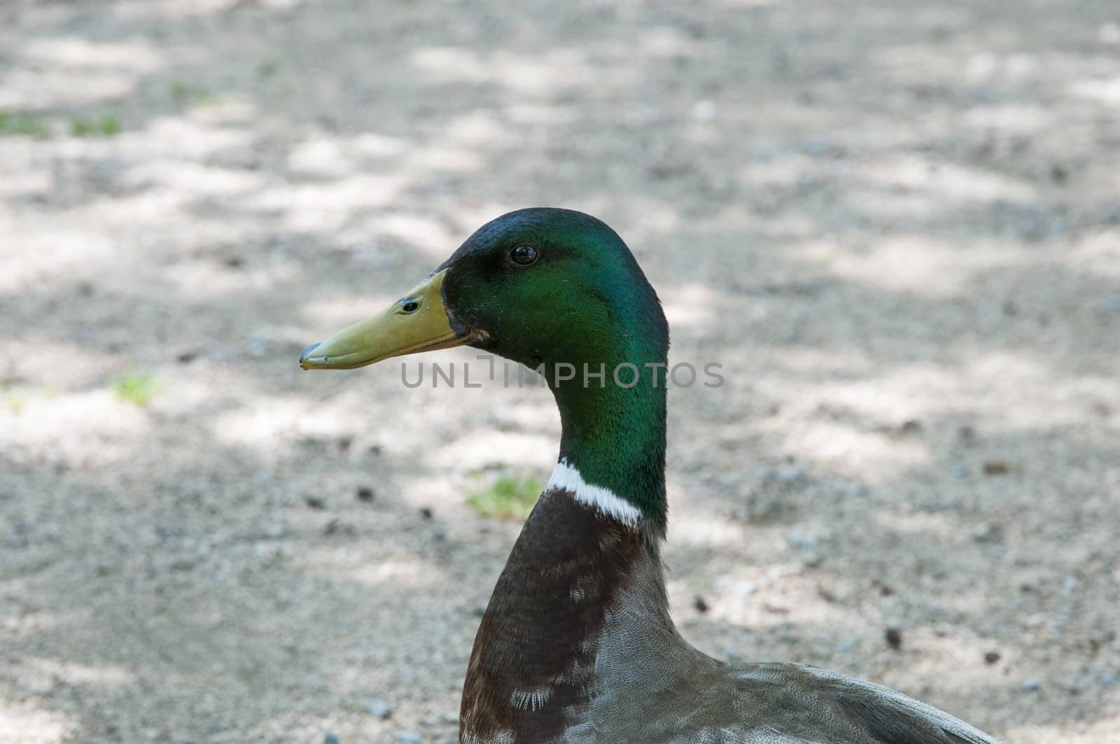 Green neck duck  by arnau2098