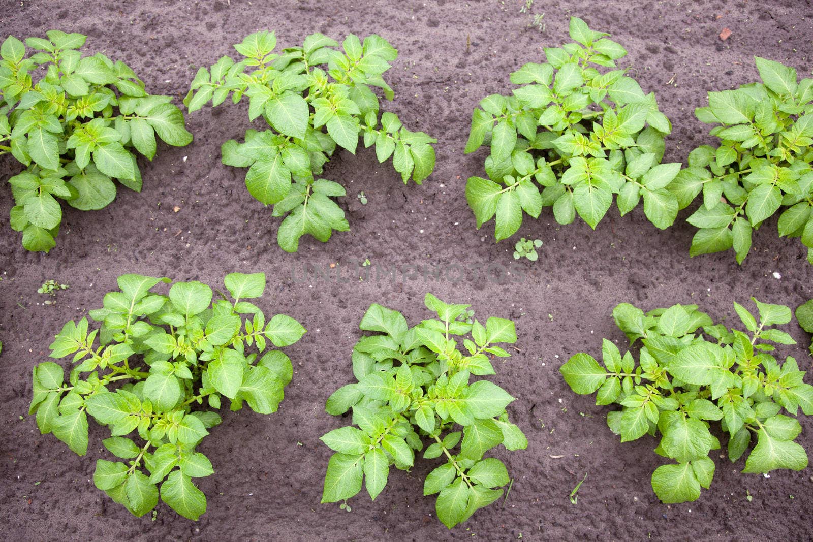 young potato plants in vegetable garden