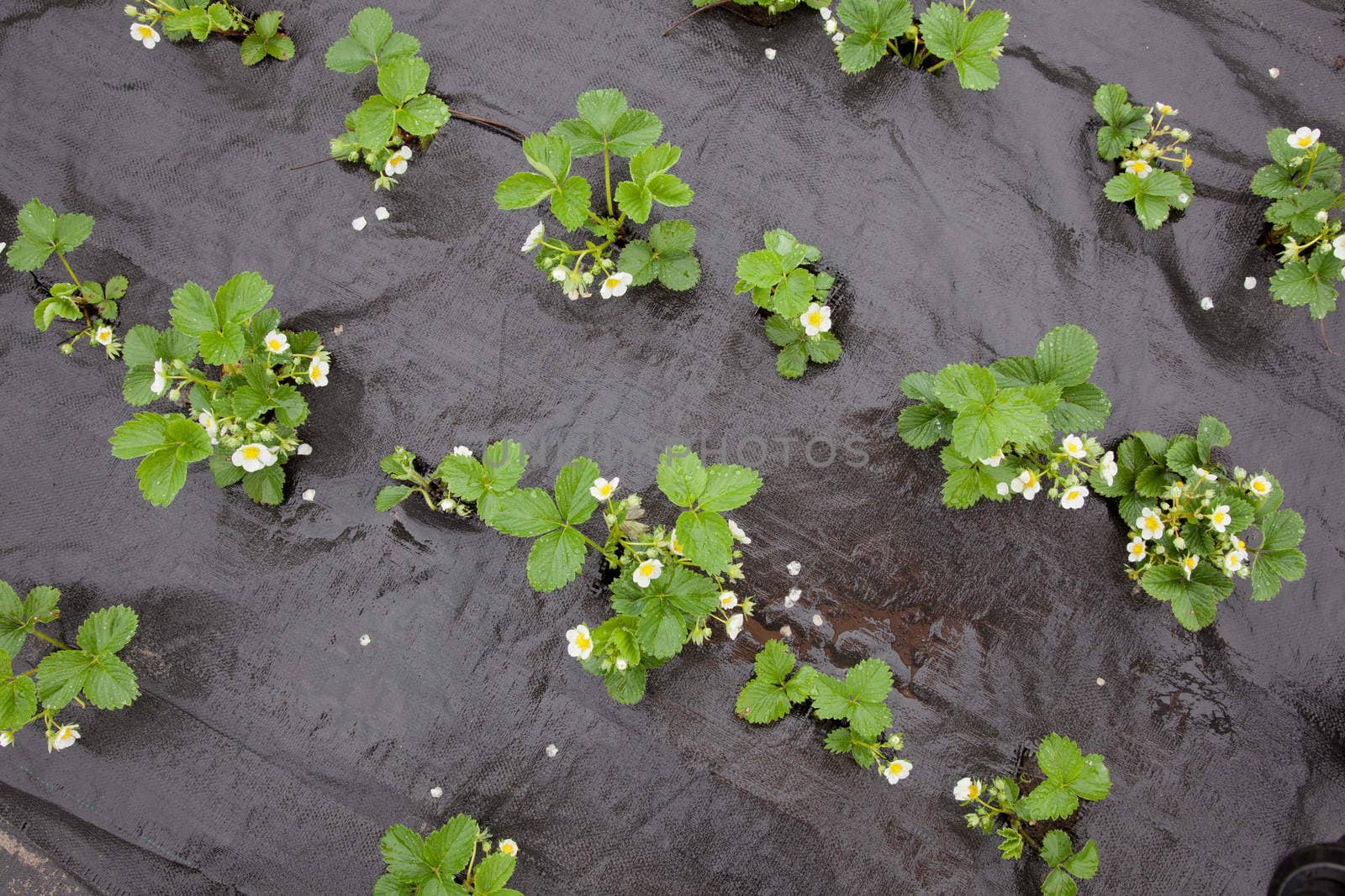 strawberry plants with flowers by ahavelaar