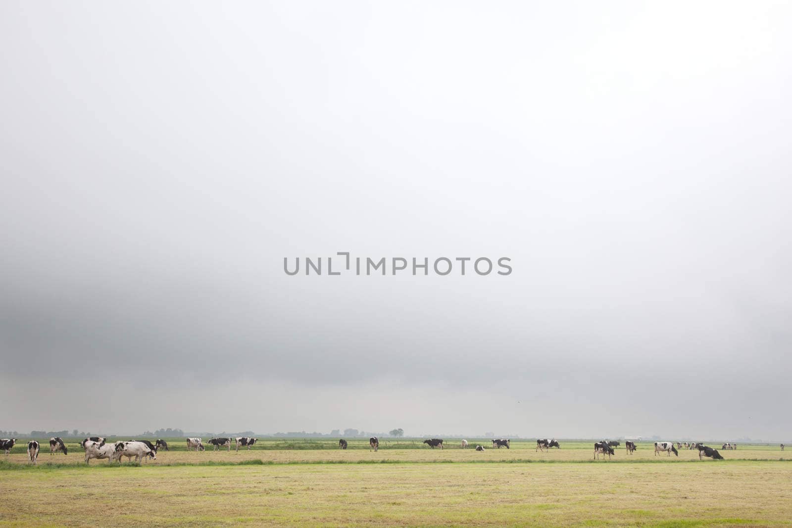 black and white cows under grey sky by ahavelaar