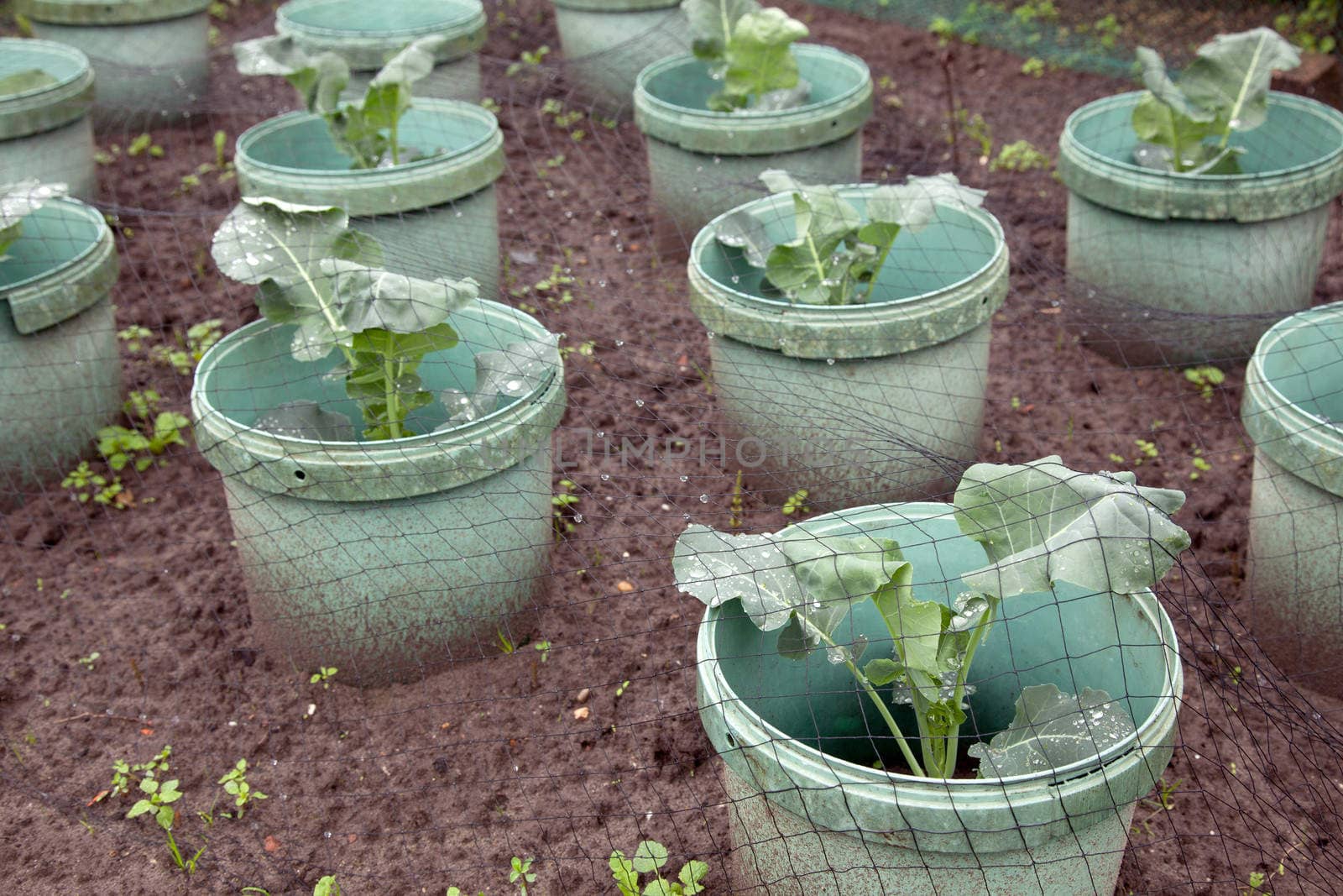 young cabbage plants in buckets in garden under netting