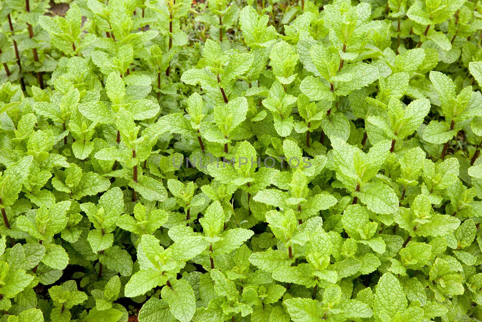 fresh young mint plants in a garden