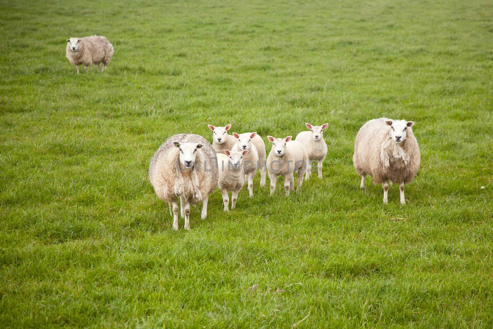 sheep and lambs in meadow by ahavelaar