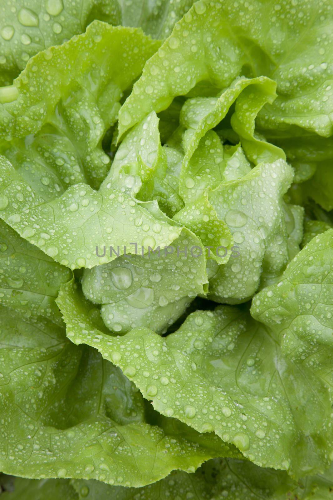 closeup of wet green fresh lettuce in garden