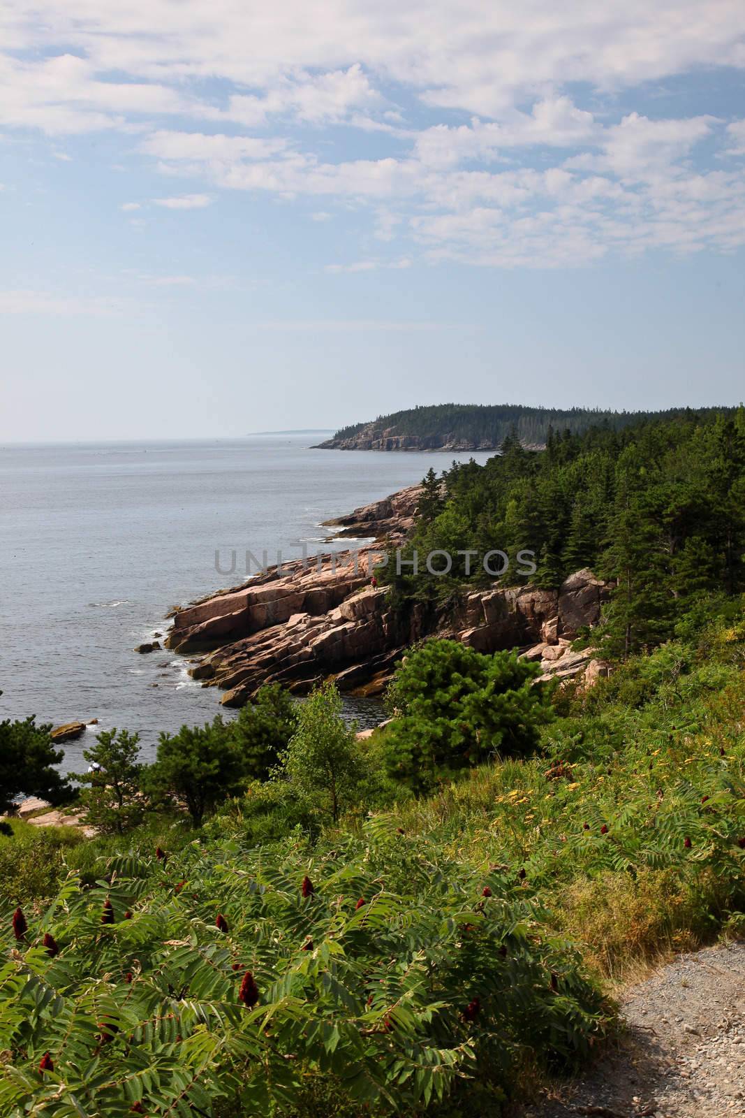 Coast in Acadia NP