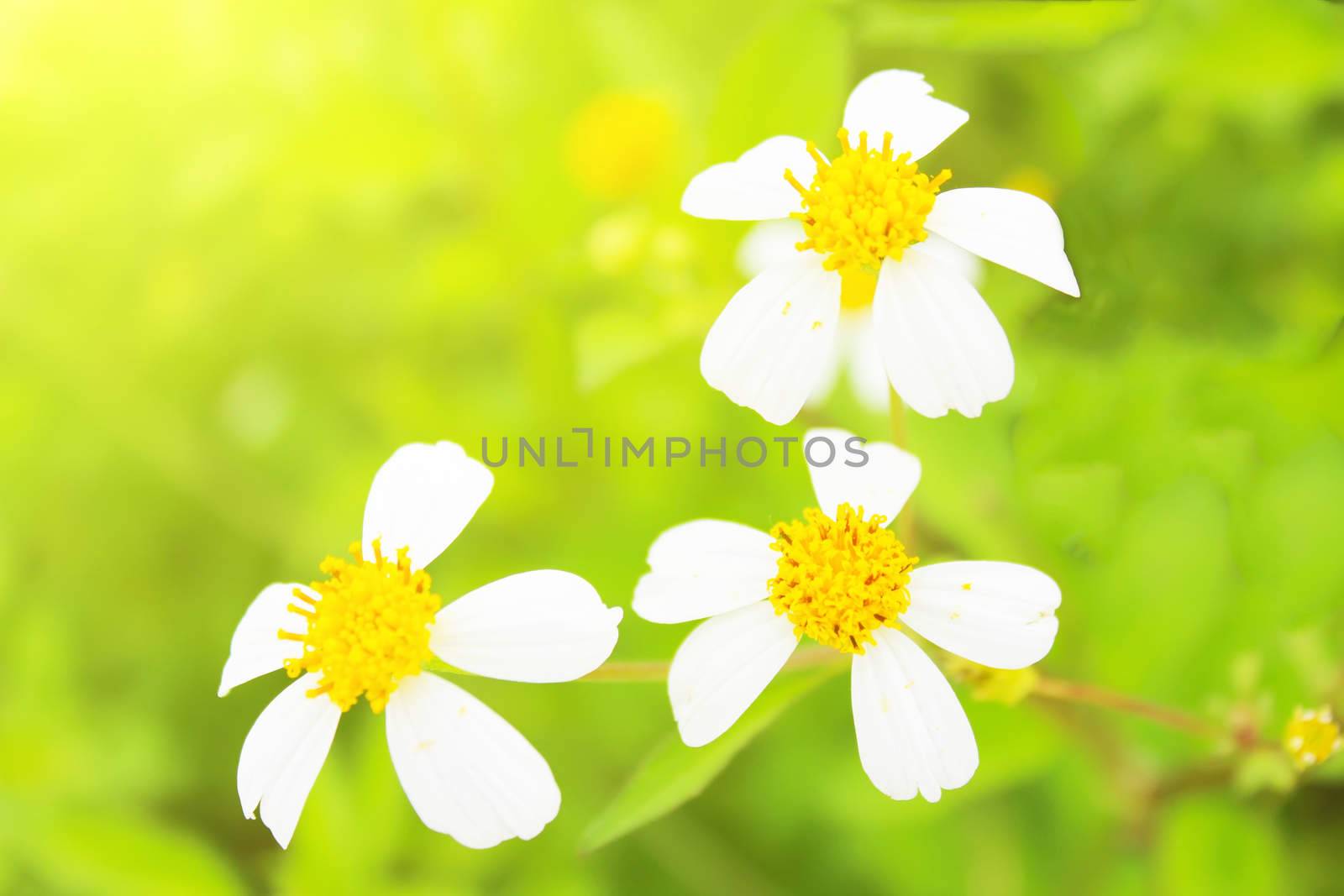 Blossoming tree branch with white flowers 