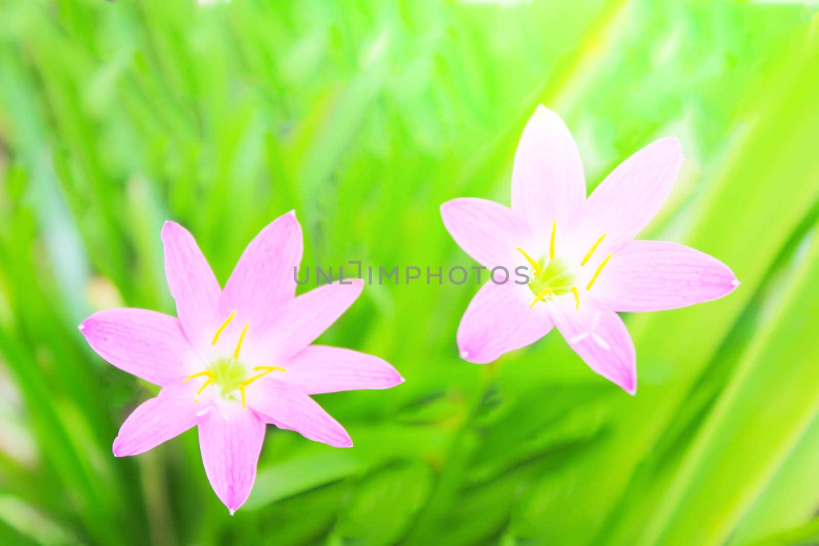 beautiful pink flowers in the garden 