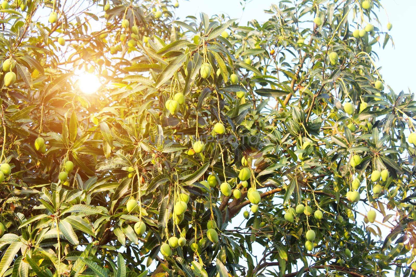 mango on the tree