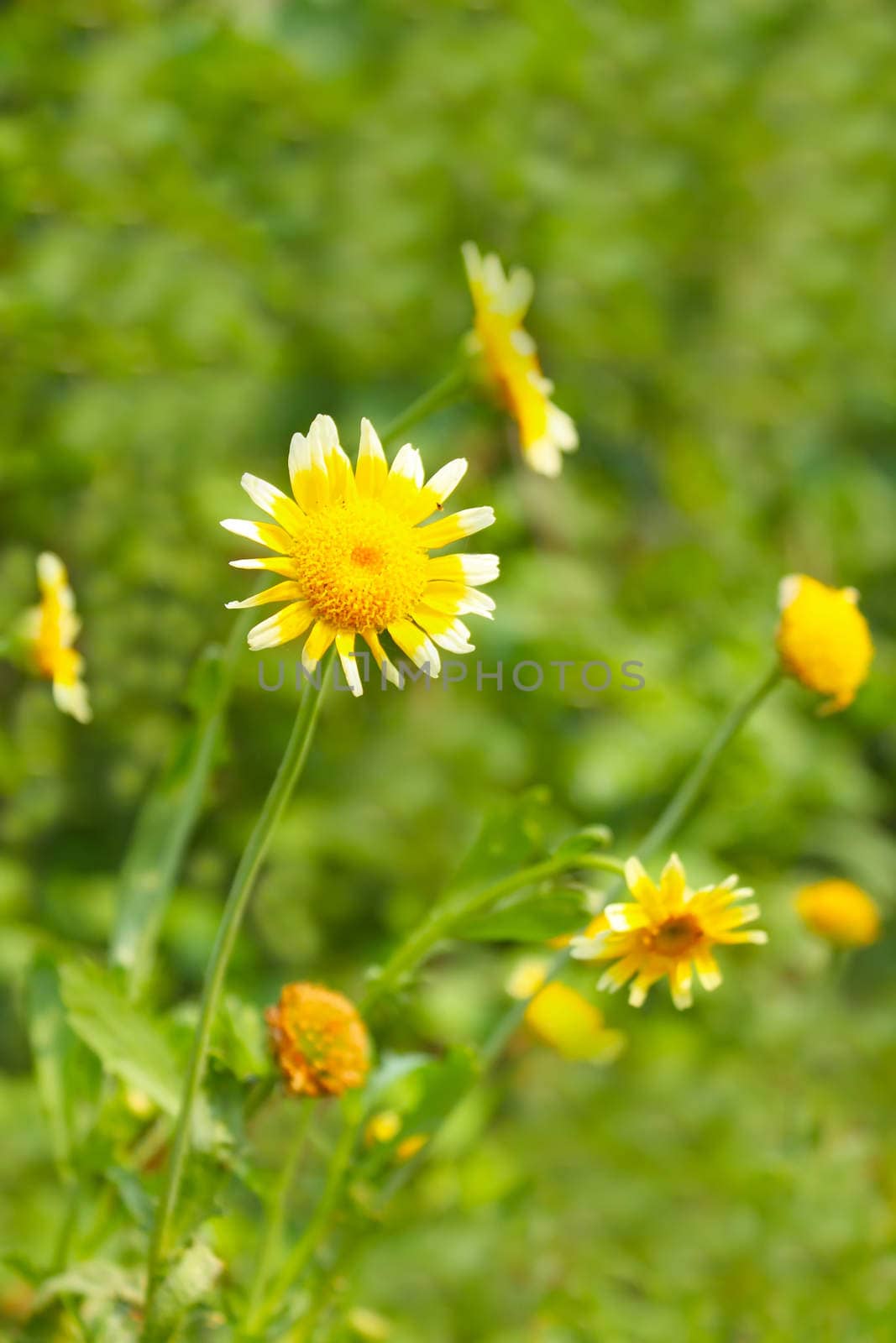 Beautiful yellow flower in field 