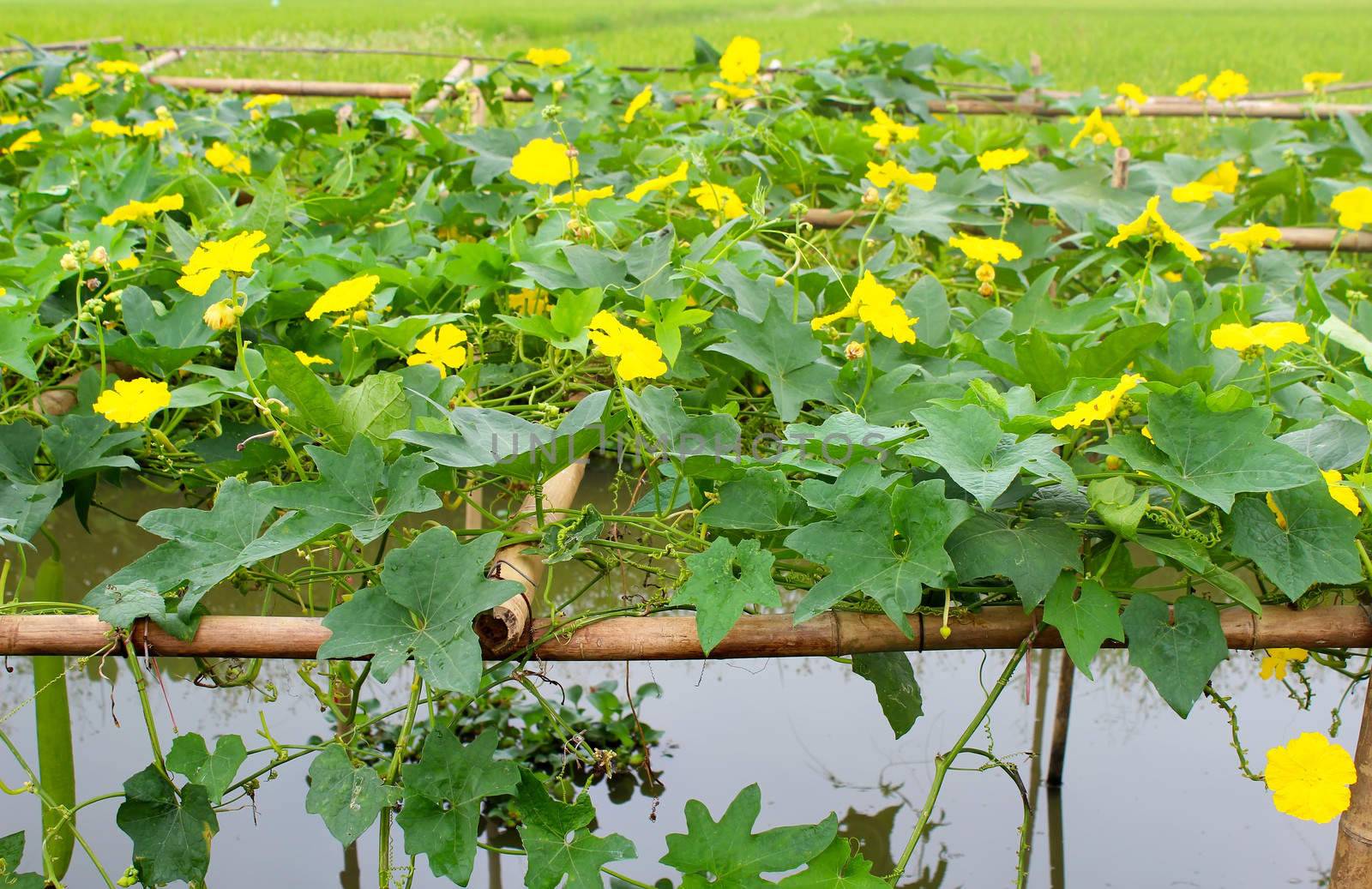  melon blooms yellow 