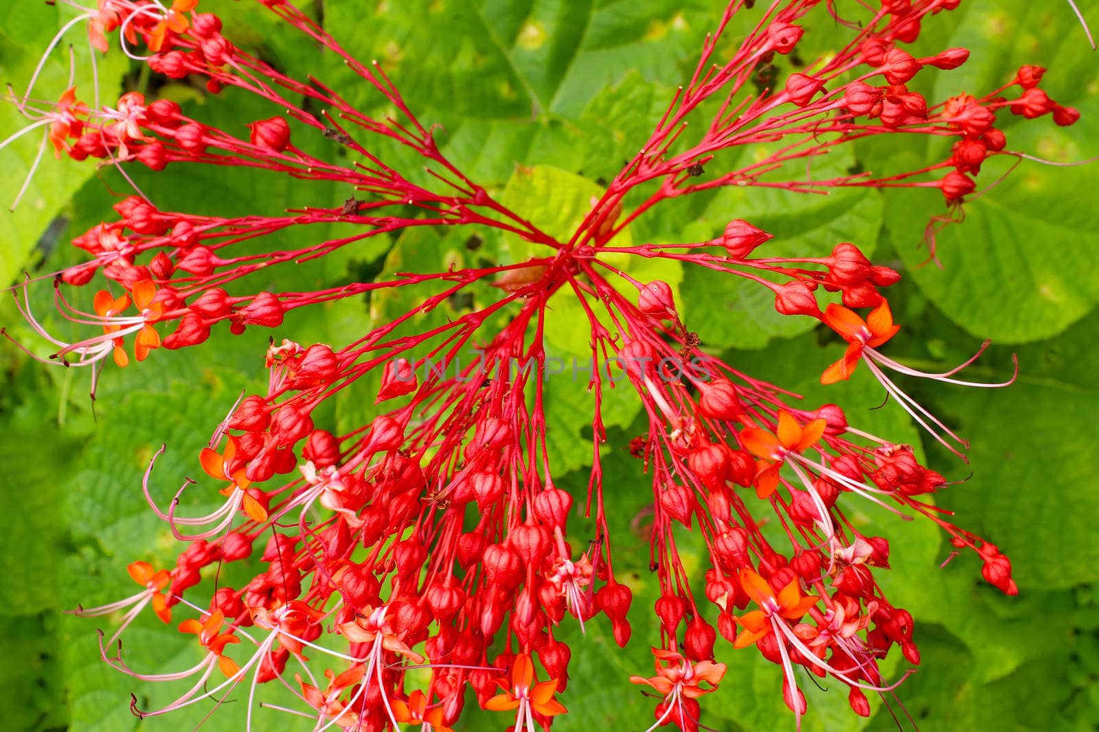 Red flowers on green background