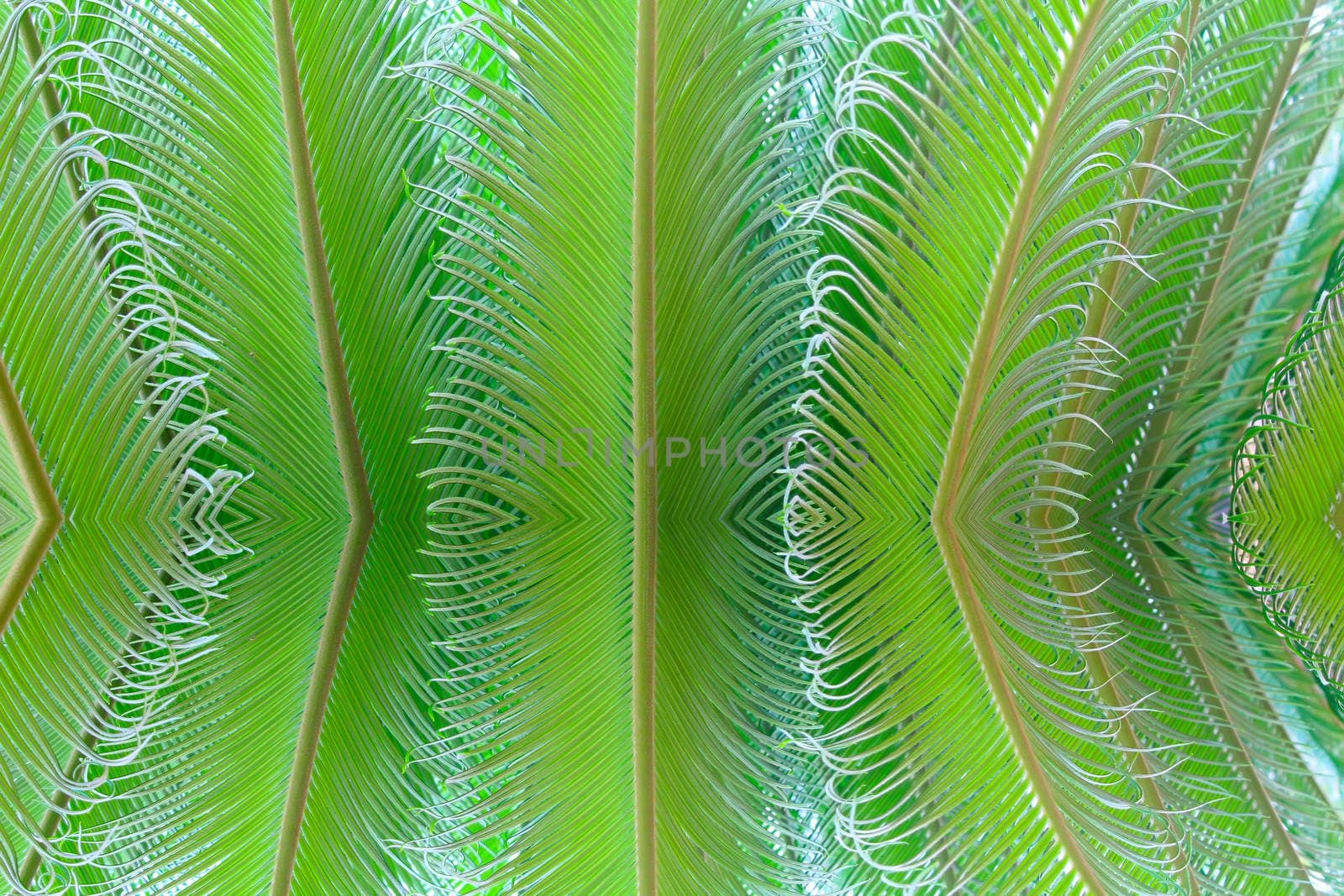 tropical fern plant with new red leaves 