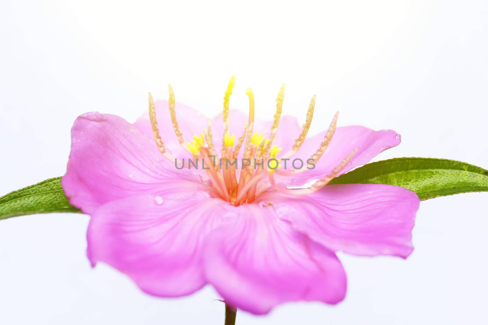 Pink  flower