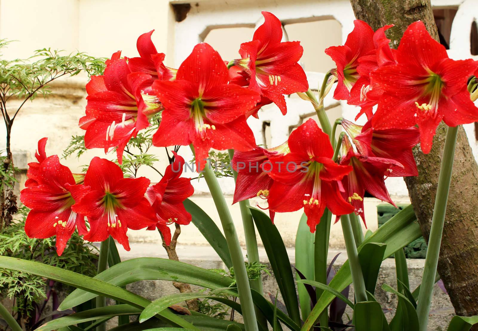 beautiful red lily 