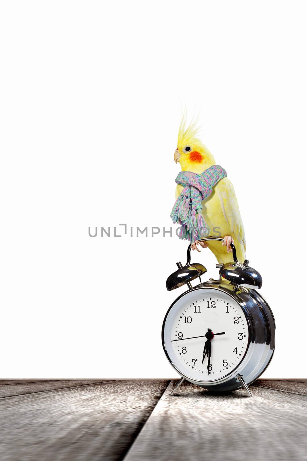 Image of yellow parrot sitting on alarm clock