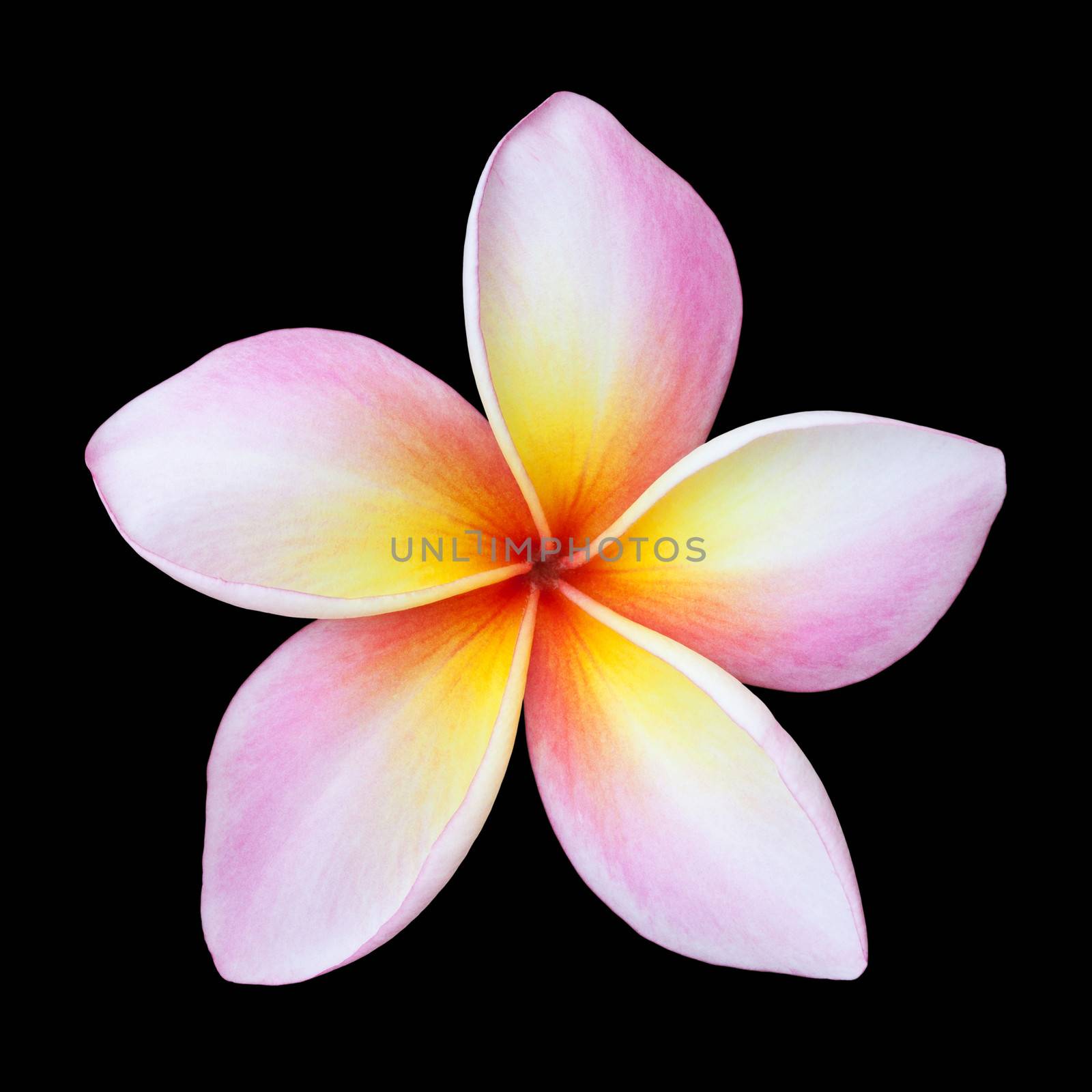 Plumeria flower isolated on black