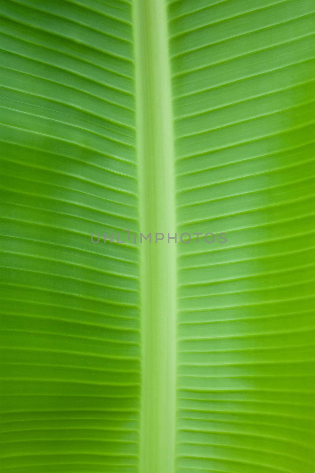 Banana leaves