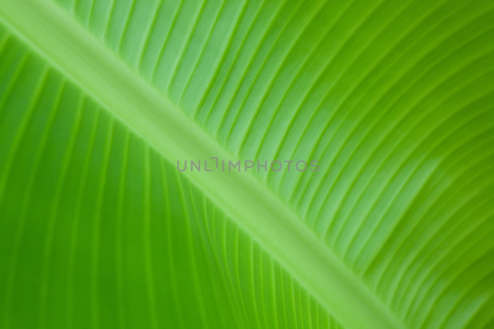 Banana leaves
