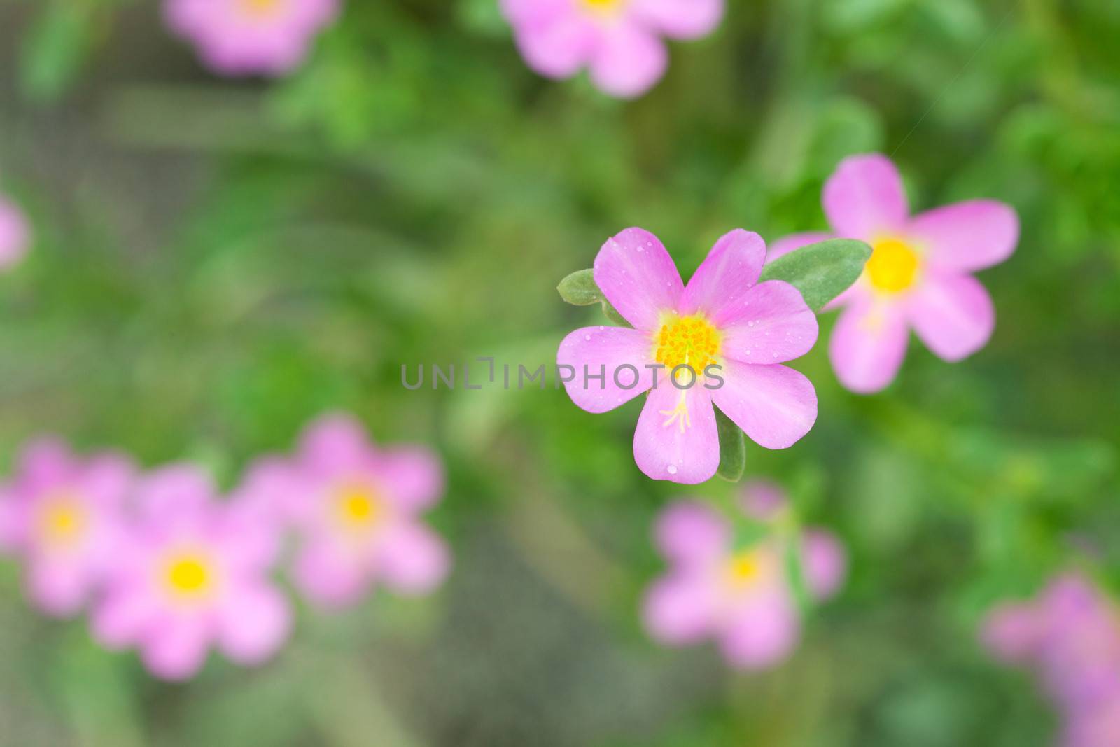Portulaca Flowers