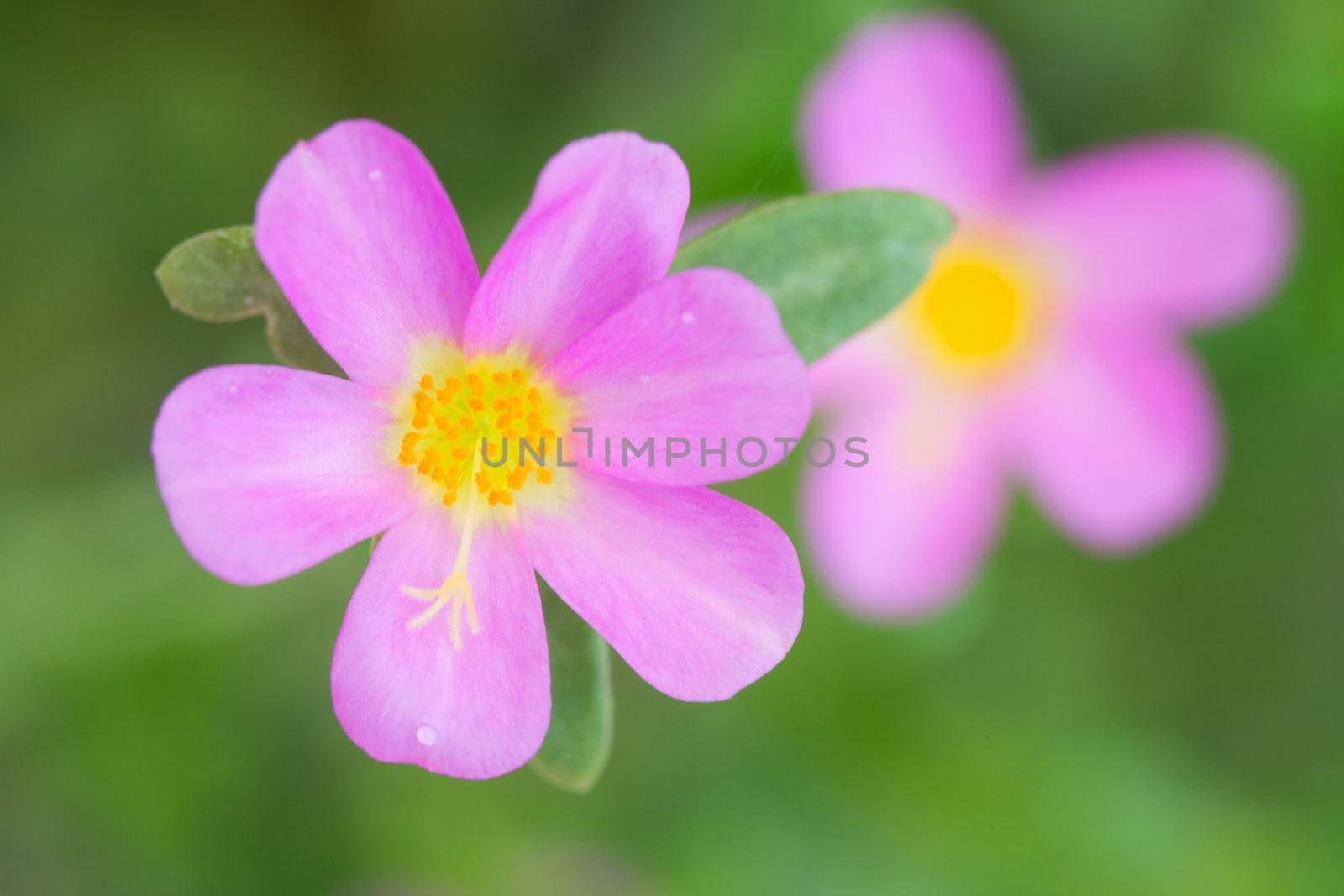 Portulaca Flowers