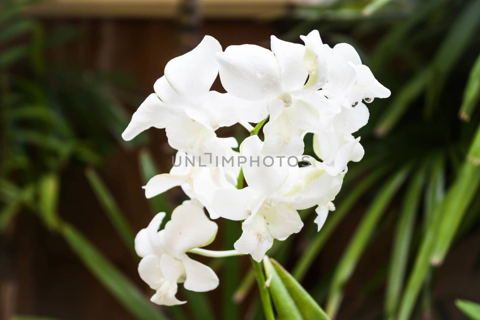 Close up white orchid on green background by punsayaporn